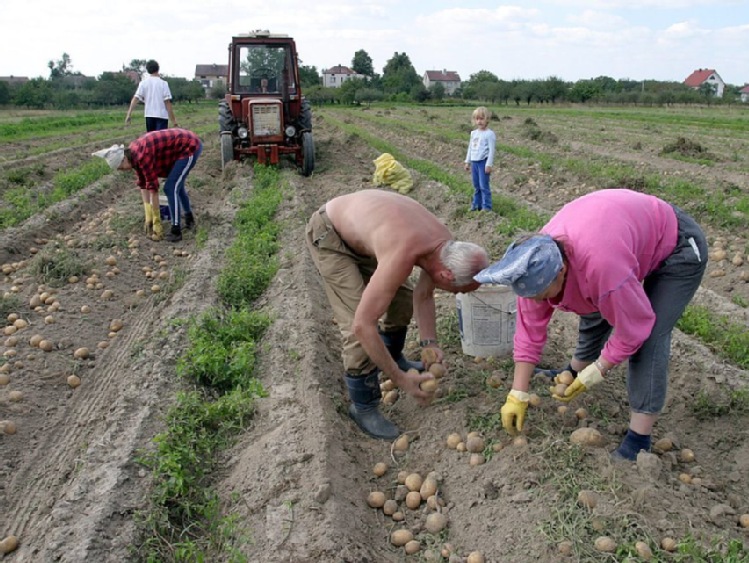 Rolnictwo potrzebuje coraz więcej pracowników sezonowych